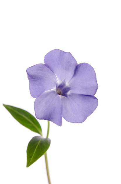 Fiore di pervinca