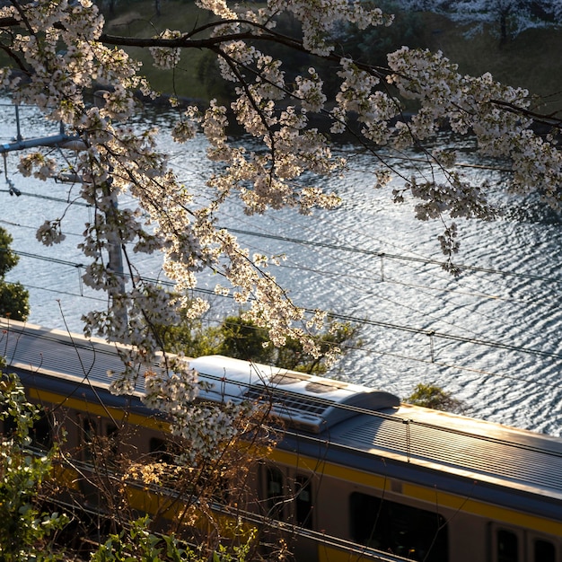 Fiore di pesco a tokyo