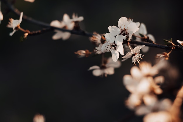 Fiore di pesco di ciliegio prugna su un albero in una giornata di primavera Belle gemme bianche su un ramo