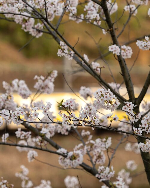 Fiore di pesco giapponese