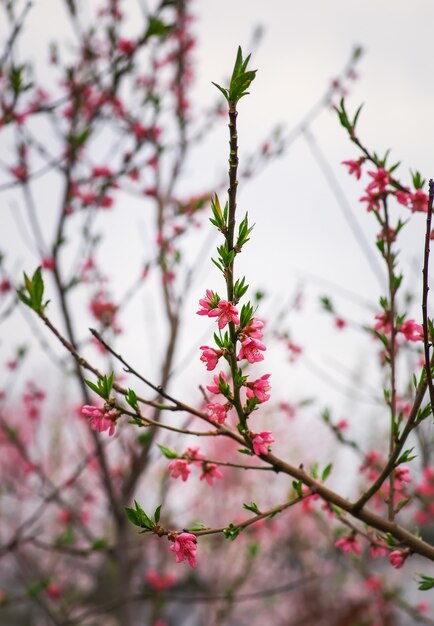 Fiore di pesco in fiore. Bella fioritura primaverile