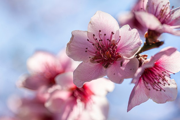 Fiore di pesco in primavera, immagine scattata con obiettivo macro