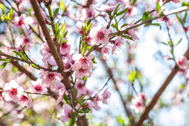 Fiore di pesco in primavera, immagine scattata con obiettivo macro