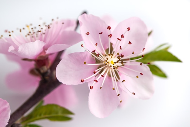 Fiore di pesco isolato su sfondo bianco