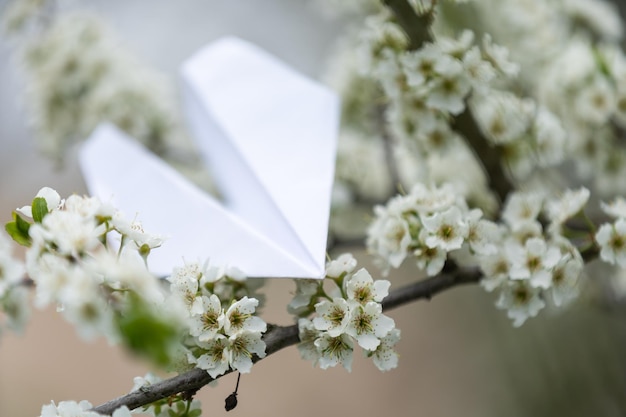 Fiore di pesco su sfondo bianco e aereo di carta