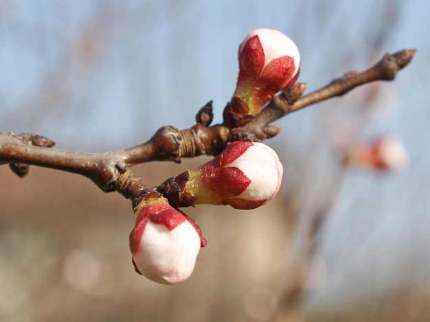 Fiore di pesco