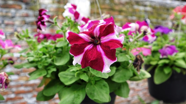 Fiore di petunia ibrido rosso scuro e bianco che fiorisce e di solito è appeso a casa come pianta ornamentale