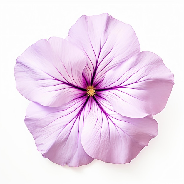 Fiore di petunia isolato su sfondo bianco