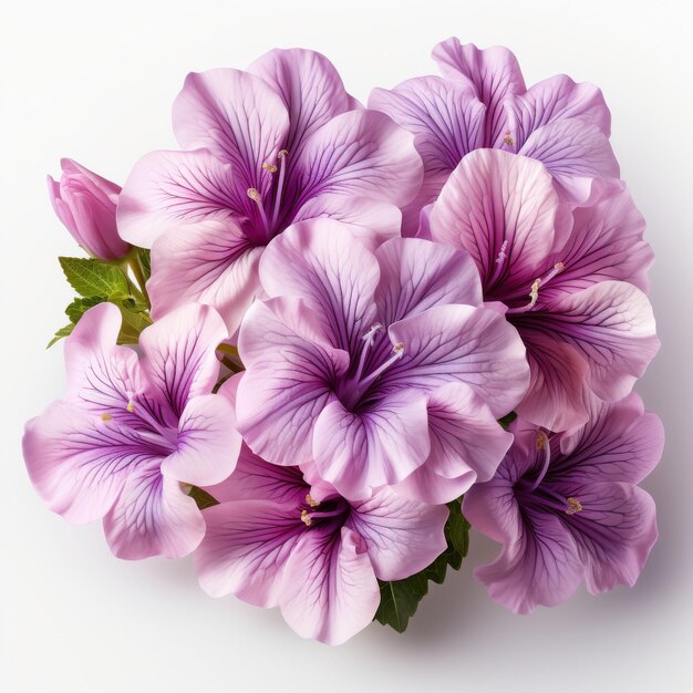 Fiore di petunia isolato su uno sfondo trasparente caos 20 stilizzare 750 Job ID d730835d315b4322ad296b3de79d0ff0