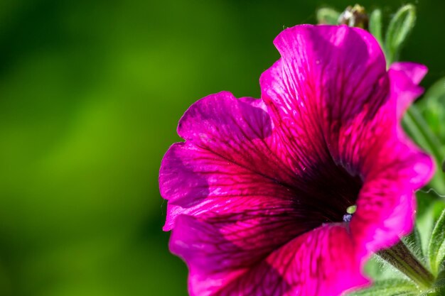 Fiore di petunia viola brillante su sfondo verde in una fotografia macro di una giornata di sole