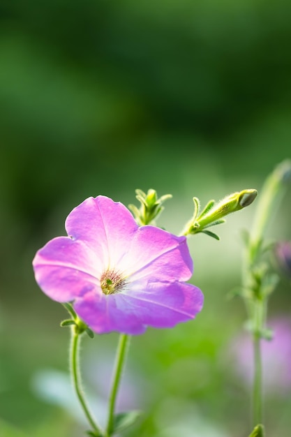 Fiore di petunia