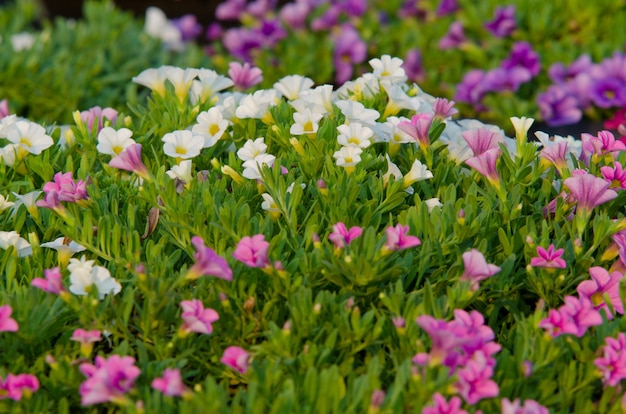 fiore di petunia