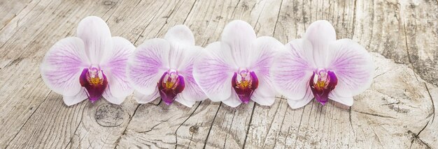 Fiore di phalaenopsis delle orchidee bianche su fondo di legno