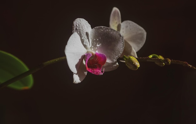 Fiore di phalaenopsis orchidea Pianta decorativa isolata su sfondo nero Concetto floreale