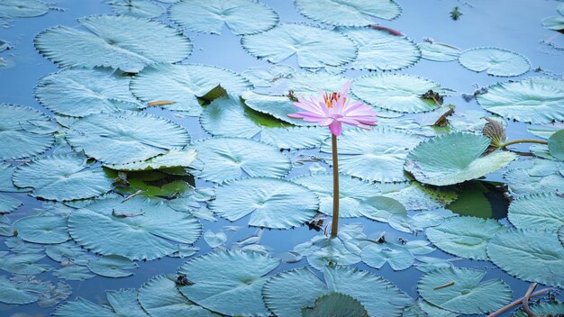 Fiore di pianta acquatica che sboccia e mostra tutta la sua bellezza in un lago in Brasile, fuoco selettivo.