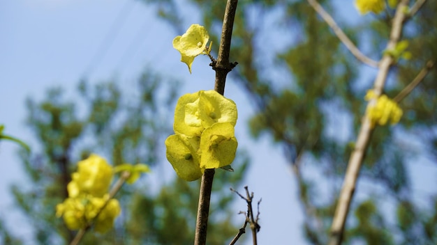 Fiore di pianta cinese di colore giallo Il nome botanico è Holmskioldia sanguinea