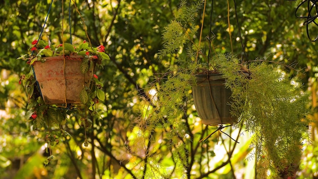 Fiore di pianta tropicale in vaso all'aperto contro il giardino di fiori di verde tropicale