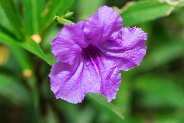 Fiore di pisello di farfalla