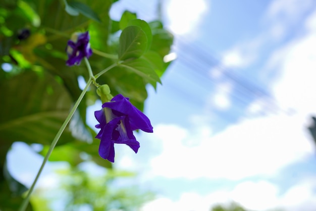 Fiore di pisello farfalla (Clitore ternatea Linn), è le erbe sono viola scuro.