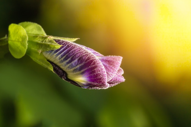 Fiore di pisello o fiore viola o fiore di farfalla con luce del sole.