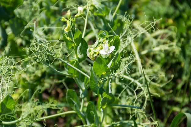 Fiore di pisello verde in giardino