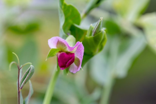 Fiore di pisello viola in fiore alla luce del sole di una fotografia macro di una calda giornata