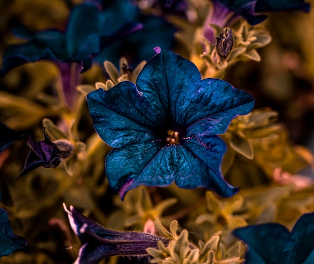 Fiore di pitunia con sfocatura morbida attorno ai bordi. petunie viola. bella pitunia