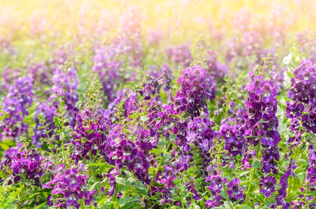 Fiore di Pitunia e luce solare al mattino