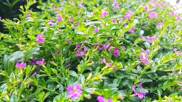 Fiore di pizzo di lavanda o Cuphea hyssopifolia con api volanti nel giardino tropicale