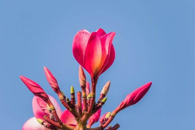 Fiore di plumeria che fiorisce al sole di mattina.