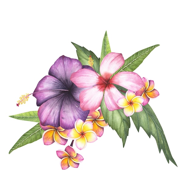 Fiore di plumeria di ibisco rosa isolato su sfondo bianco Illustrazione botanica disegnata a mano acquerello per il design