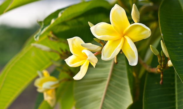 Fiore di Plumeria giallo.