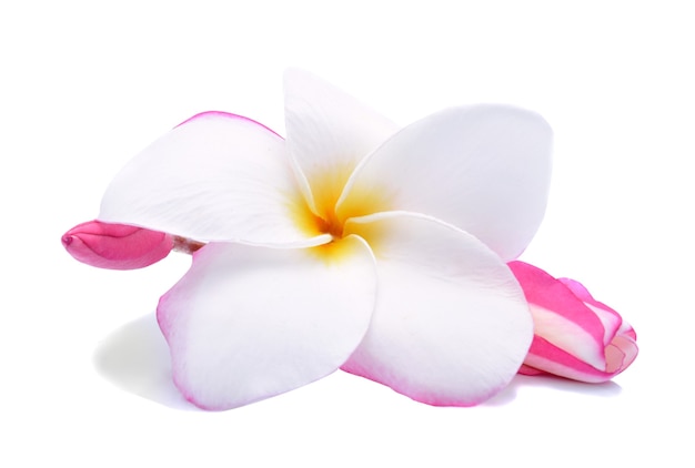 Fiore di Plumeria isolato su bianco