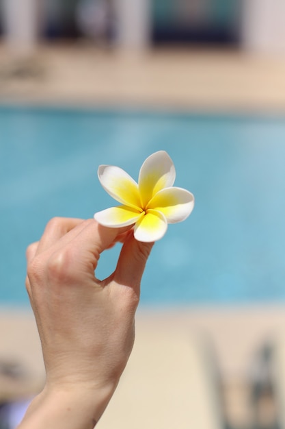 Fiore di plumeria nella mano di una giovane ragazza contro la superficie di una piscina blu