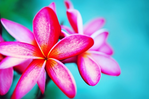 Fiore di plumeria rosa su sfondo blu