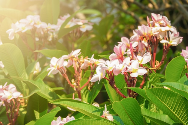 Fiore di plumeria rosa