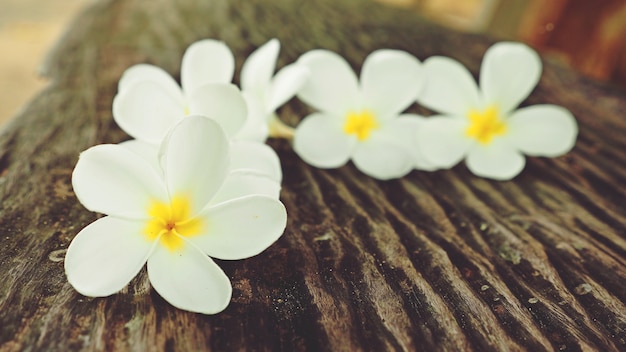 Fiore di plumeria su fondo di legno