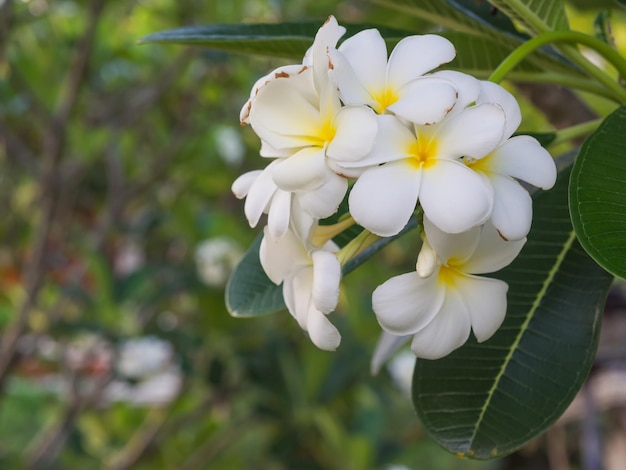 Fiore di Plumeria su sfondo verde erba