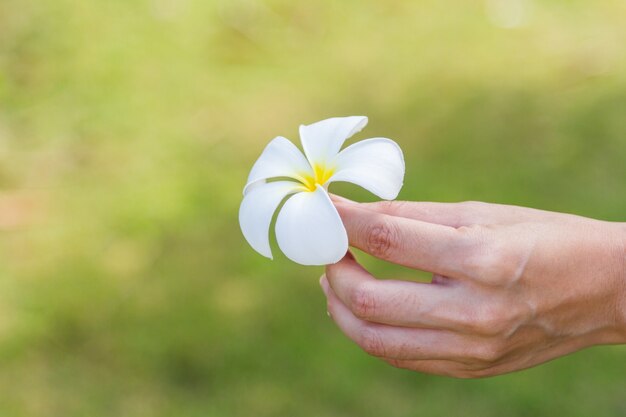 fiore di plumeria sulla mano su sfondo verde