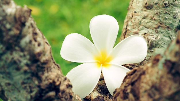 Fiore di plumeria