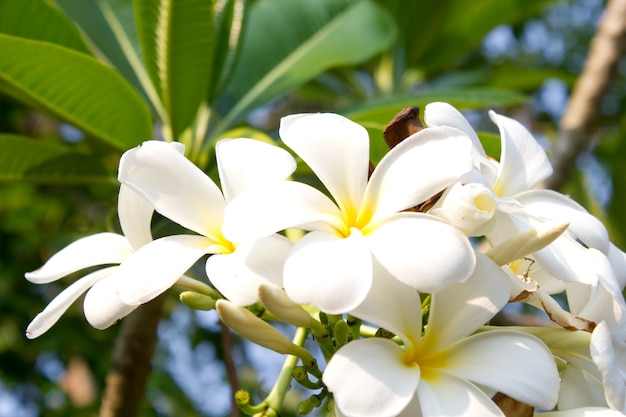 Fiore di Plumeria.