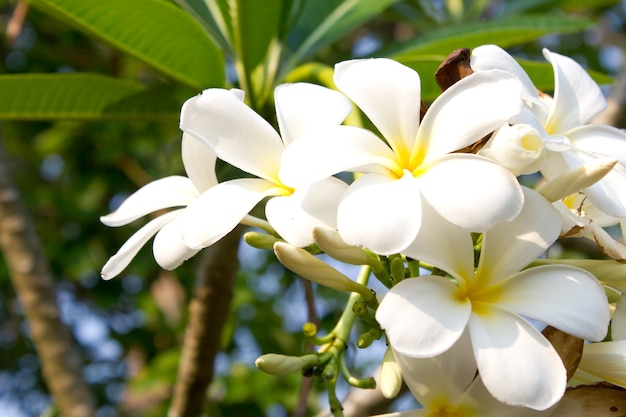 Fiore di Plumeria.