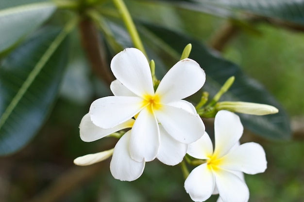 Fiore di Plumeria.