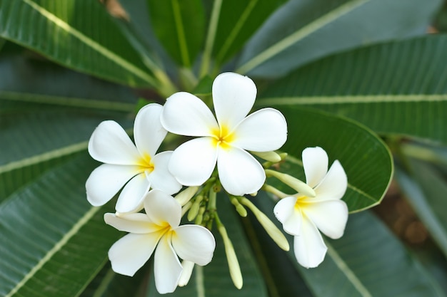 Fiore di Plumeria.