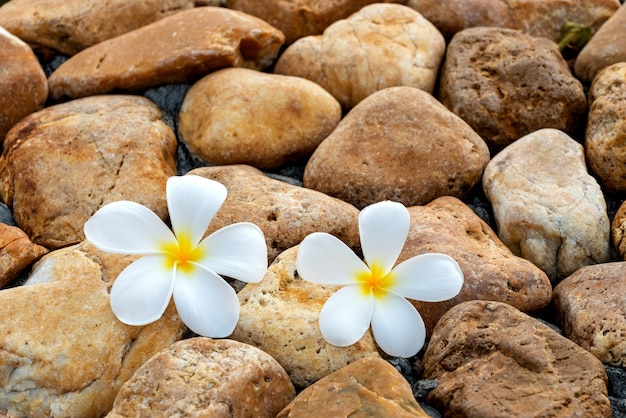 Fiore di plumeria