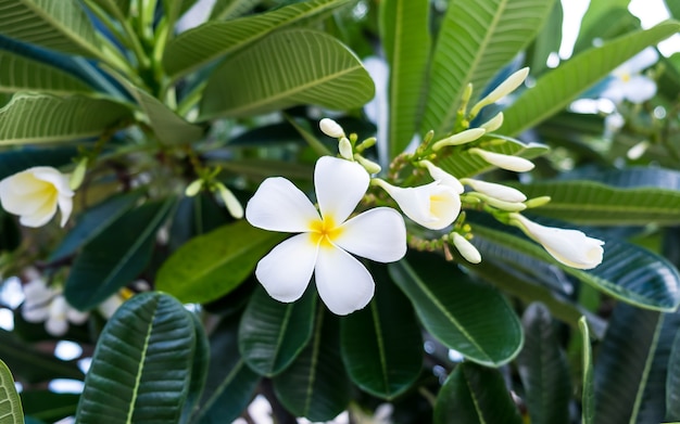 Fiore di plumeria