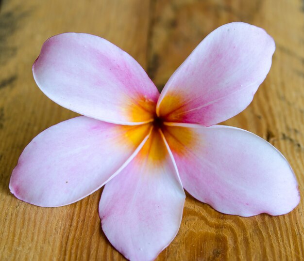 Fiore di plumeria