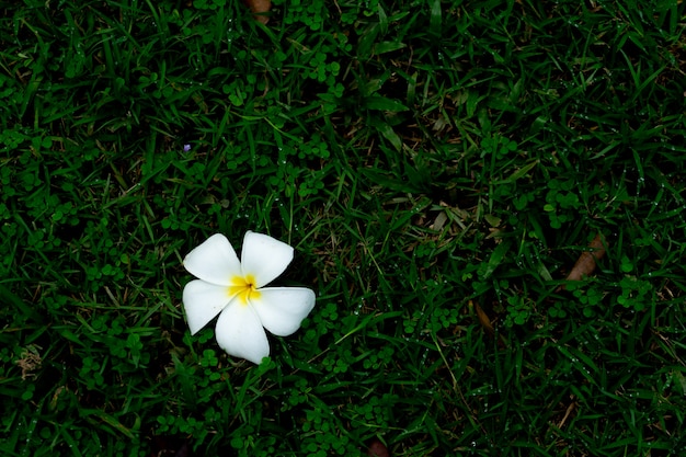 Fiore di Plumeria