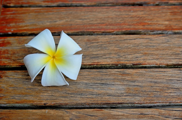 Fiore di plumeria