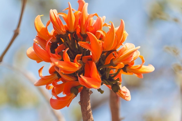 Fiore di Polash in piena fioritura